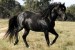 australsky_stock_horse